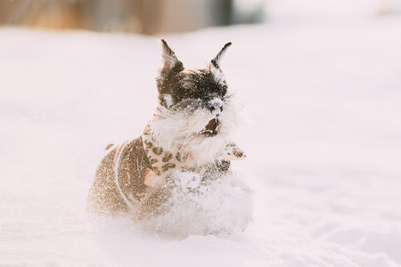 Miniature Schnauzer Dog Or Zwergschnauzer Sitting In Outfit Playing Fast Running In Snow At Winter Dayの写真素材