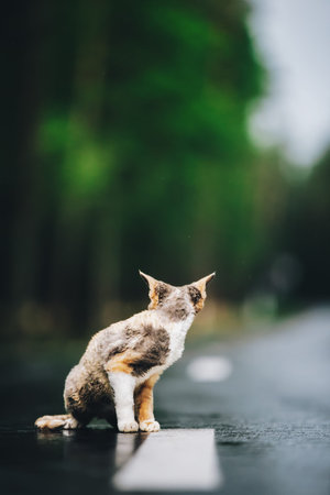 Amazing Playful Devon Rex Cat With White-red Spotted Fur Color Sit On Road. Curious Funny Cute...