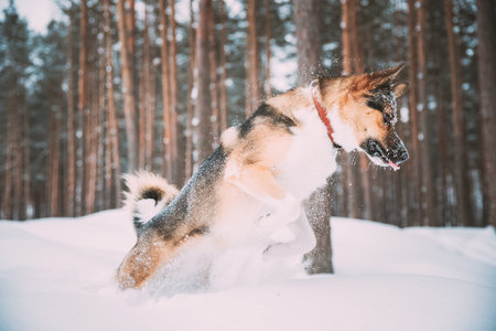 Funny Dog Playing In Snowy Forest In Winter Evening. Deep Snowdrift.Funny Dog Playing In Snowy...