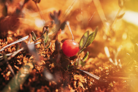 Wild Cranberries Closeup, European Nature. Wild Cranberries Closeup, Sweet Cranberries. Fruits And...