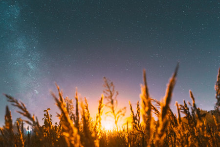 Bottom view of beautiful night starry sky from grass in summer. Night stars above meadow in august month. Illumination lights of town on horizon. Flare, flashlight, light, light effectの写真素材