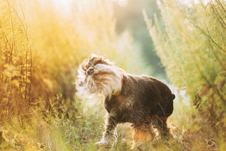Miniature Schnauzer Dog Or Zwergschnauzer Funny Sitting Outdoor In Green Summer Meadow Grass With Purple Blooming Flowers. Summertimeの写真素材
