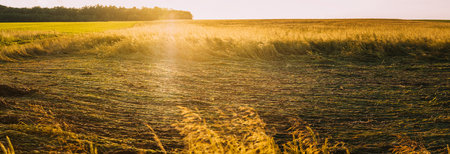 The wheat died after a downpour in field. Consequences of bad weather. Panorama, panoramic Viewの写真素材