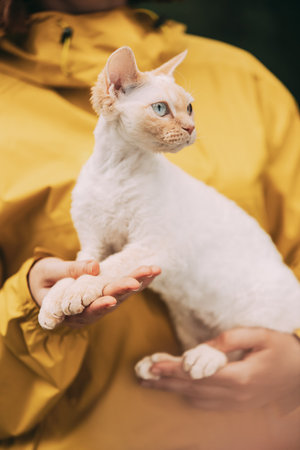 Cats Portrait. Obedient Devon Rex Cat With Cream Fur Color Sitting On Hands. Curious Playful Funny Cute Beautiful Devon Rex Cat. Amazing Happy Pets. Blue Eyes. Yellow Backgroundの写真素材