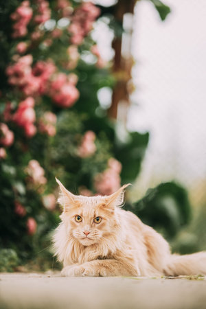 Funny Playful Curious Cute Maine Coon Cat With Bright Light-red Cream Solid Fur Color Lies On Walkway On Flower Background. Pets On Walk. Amazing Pets Pet Coon Cat, Maine Cat, Maine Shagの写真素材