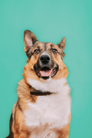 Portrait of funny mixed-breed mongrel dog with open mouth, sticking out his tongue. Mixed-breed mongrel dog close up portrait. Isolated on turquoise blue backgroundの写真素材