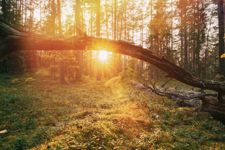 Sunlight Sunrays Shine Through Fallen Tree Trunk. Beautiful Sunset Sun Sunshine In Sunny Autumn Coniferous Forest. Autumn Season. Sunset Sunrise In Summer Forest Trees. Bright Sunshineの写真素材