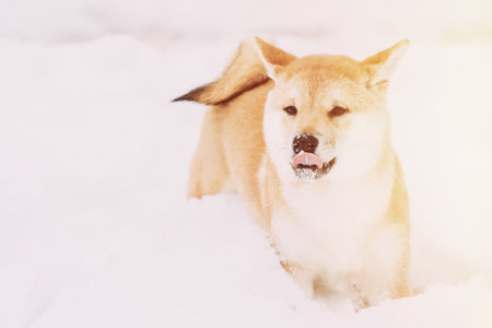 Young Japanese Small Size Shiba Inu Dog Play Outdoor In Snow, Snowdrift At Sunny Winter Day. Copy Space, Copyspace. Pets Winter Seasonの写真素材
