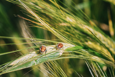 Insects Pest Of Agricultural Crops Grain Beetles On Wheat Ear On Background Of Wheat Field. Bread Beetle, Or Kuzka Anisoplia Austriaca Is Beetle Of Lamellar Family, Dangerous Pest Of Cerealsの写真素材