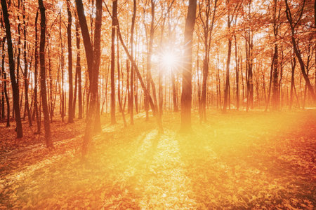Rich And Saturation Colors. Bright Autumn Forest During Beautiful Sunset Evening. Sun Sunlight Through Woods And Trees In Autumn Forest Landscape. Sunbeams In Autumn Forestの写真素材