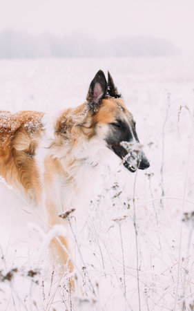 Russian Wolfhound Hunting Sighthound Russkaya Psovaya Borzaya Dog During Hare-hunting At Winter Day In Snowy Fieldの写真素材