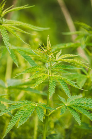 Legal Green Marijuana Cannabis Leaves Growing At Farm In Summer Day, Beautiful Cannabis Background. Cultivation Background. Marijuana Cultivation Green Lush Background Of Leaves. Young Cannabis Plantの写真素材