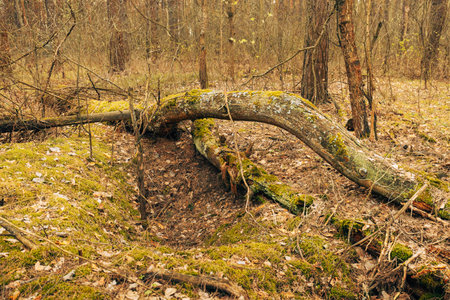Old Abandoned World War II Trenches In Forest Since Second World War In Belarus. Early Spring or...