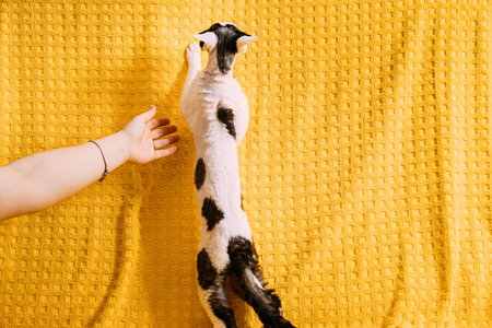 Funny White With Dark Spots Devon Rex Cat Posing On Plaid. Short-haired Cat Of English Breed On...