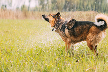 mixed breed Dog Shakes Off Drops Of Water After Swimming In Summer Day
