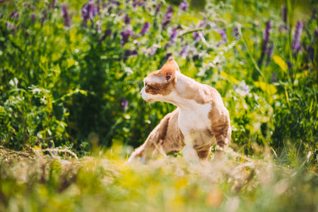 Funny Curious Young Red Ginger Devon Rex Kitten In Green Grass And Summer Flowers. Short-haired Cat Of English Breed. Lovely Pets Lovely Cats. Copy Spaceの写真素材