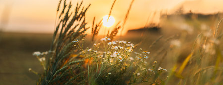 Blooming Wild Flower Matricaria Chamomilla, Matricaria Recutita, Chamomile. Commonly Known As Italian Camomilla, German Chamomile, Hungarian Chamomile, Wild Chamomile In Wheat Field At Sunsetの写真素材