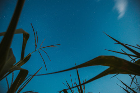 Bottom View Of Night Starry Sky From Green Maize Corn Field Plantation In Summer Agricultural Season. Night Starry Sky With Glowing Stars Above Cornfield In August Monthの写真素材