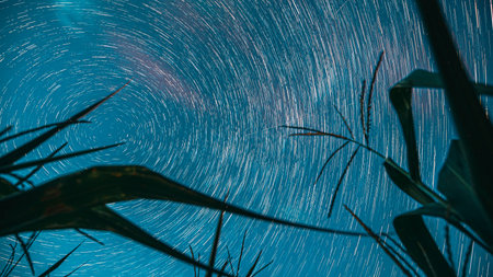 Spin Trails Of Stars Above Maize Corn Field Plantation. Nightの写真素材