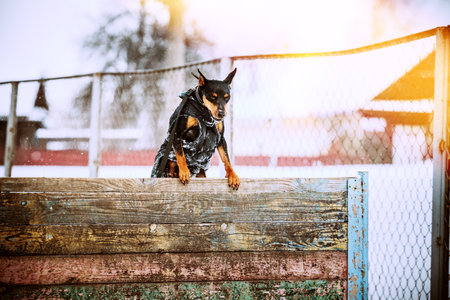 Funny Black Miniature Pinscher Zwergpinscher, Min Pin Dog Playing And Training Outdoor In Snow, Winter Seasonの写真素材
