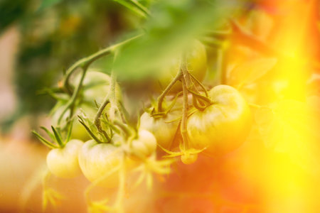 Amazing Sunrise Above Green Growing Organic Tomato. Homegrown Tomatoes In Vegetable Garden. Scenic View Bright Sunbeams In Vegetable Garden. Genetically Modified Food Conceptの写真素材
