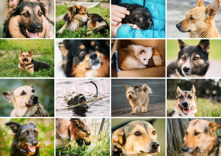 Homeless Dogs Bundle Set. Funny Mixed Breed Dogs Portraits Close up mongrel dog.の写真素材