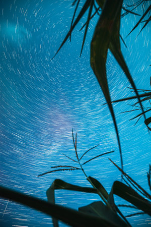Bright Night Starry Sky Glowing Milky Way Stars And Meteoric Track Trails Above Maize Corn Field. Serenity, Calmness. Power Of Mother Nature Concept. Fantasy, Illusion, Dream View. Spin Of Stars In Skyの写真素材