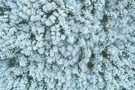 Aerial view of snow pine coniferous forest in landscape in winter. Top view flat view from attitude....