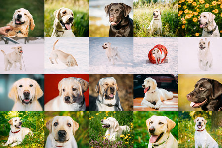 Close View Of Funny Young Happy Labrador Retriever. Smiling Dog bundle, collection, setの写真素材