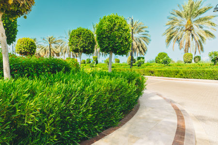 High quality photo. Walkway Lane Path With Green Decoration Trees And Palms, Bushes In Park. Beautiful Alley In Park. Pathway Way Through landscaped urban park in Dubai. Landscape design. Garden Landscaping Design. Summertimeの写真素材