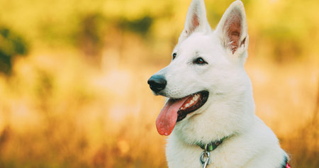 Hand-held Shooting, Hand-held Shot. Close Up White Swiss Shepherd Dog Berger Blanc Suisse. The...