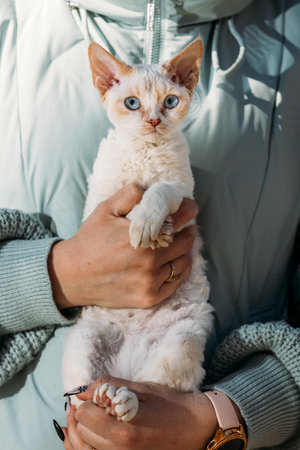 Obedient Devon Rex Cat With White Grey Fur Color Sit On Hands. Curious Playful Funny Cute Amazing Devon Rex Cat Look At Camera. Cats Portrait. Bold Blue Cat Eyes. Amazing Happy Pets Friendship Conceptの写真素材