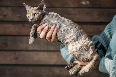 Obedient Devon Rex Cat With Brown Grey Fur Color Sit On Hands. Curious Playful Funny Cute Beautiful Devon Rex Cat. Cats Portrait. Yellow Cat Eyes. Amazing Happy Pets. Pet Friendship Conceptの写真素材