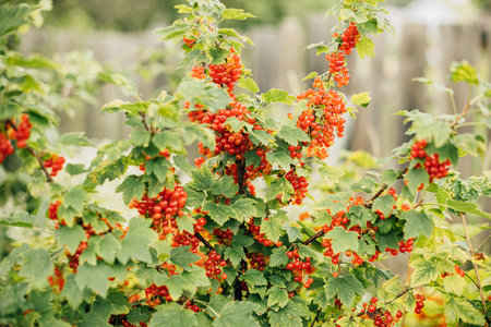 Bush Of Redcurrant Or Red Currant Ribes Rubrum Branch. Growing Organic Berries In Garden. Ripe Currant Berries In Fruit Garden At Summer Sunny Day. Organic Food. Genetically Modified Food Conceptの写真素材