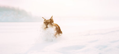 Sunbeams Highlight Above Funny Happy Miniature Schnauzer Dog Or Zwergschnauzer In Outfit Playing Fast Running In Snow Snowdrift At Winter Day. Leisure Dog Conceptの写真素材