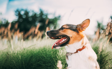Close Up Portrait Of Funny Mixed Breed Dog Playing In Green Grass. Scenic View Bright Sunbeams. Sun Shining With Sun Raysの写真素材