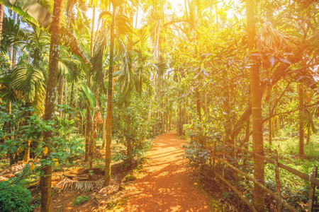 Goa, India. Scenic View Bright Sunbeams Of Road Lane Path Way Surrounded By Tropical Green Vegetation And Bamboo Trees In Sunny Day. Sunbeams Above Park Landscapeの写真素材