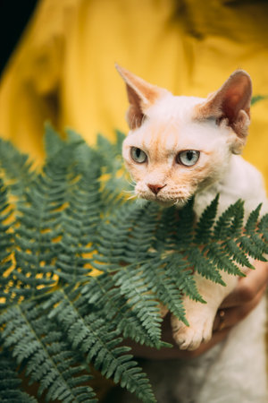 Portrait Of Devon Rex Cat With Fern Leaves. Obedient Devon Rex Cat With Cream Fur Color Sitting On Hands. Curious Playful Funny Cute Beautiful Devon Rex Cat. Amazing Happy Pets. Blue Eyesの写真素材