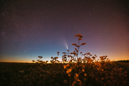 Comet Neowise C 2020 F3 In Night Starry Sky Above Flowering Buckwheat. summer Night Starsの写真素材