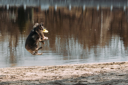 Alsatian Wolf Dog Or Black German Shepherd Dog Playing Outdoor With Flying Disc. Playful Pet Outdoors. Leisure Game For Pets. Happy Pets Concept. German Shepherd Dog Jumping Outdoorの写真素材