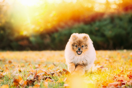 Young Red Puppy Pomeranian Spitz Puppy Dog Play Running Outdoor In Autumn Grass. Sunlit Pet. Sun-drenched Puppy Dog View. Pets Friendship Concept. Amazing Sunbeams. Lifestyle With Petsの写真素材