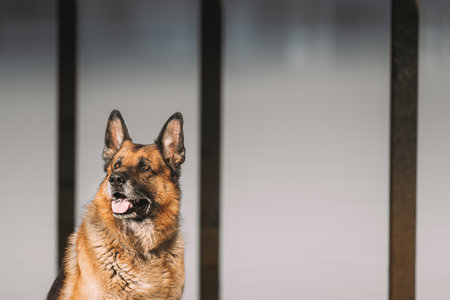 Obedient German Shepherd Dog Close Up. Alsatian Wolf Dog Or German Shepherd Dog Outdoor. Pet Friendship Concept. Deutscher Shepherd Dog Resting After Leisure Gameの写真素材