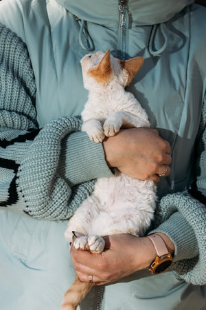 Obedient Devon Rex Cat With White Grey Fur Color Sit On Hands. Curious Playful Funny Cute Amazing Devon Rex Cat Look At His Owner. Cats Portrait. Amazing Happy Pets. Pet Friendship Conceptの写真素材