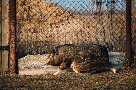 Pig Of Vietnamese Pot-bellied Running In Farm Yard. Vietnamese Breed Of Small Domestic Pig. Pig Farming Is Raising And Breeding Of Domestic Pigs. Household Black Pigの写真素材