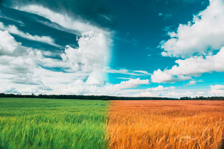 Summer Autumn Agricultural Transition. Clouds On Horizon Above Countryside Rural Field Landscape With Wheat. Season Change Concept. From Sprout To Harvest. Bright Blue Dramatic Sky With Fluffy Cumulus Clouds. Seasons. Grain Rye Fieldの写真素材