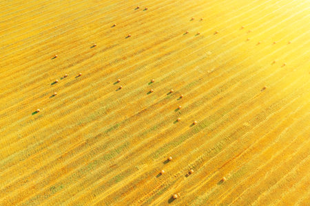 Aerial View Of Summer Hay Rolls Straw Field Landscape In Evening. Natural Agricultural Background Backdrop Harvest Season. Sunbeam Sunlight Sunshine Highlight. Haystack, Hay Roll In Sunrise Timeの写真素材