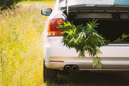 Legal Green Marijuana Cannabis Leaves At Open Car Trunk. Farm In Summer Day, Beautiful Cannabis Background. Cultivation Background. Marijuana Cultivation Green Lush Background Of Leaves. Young Cannabis Plantの写真素材