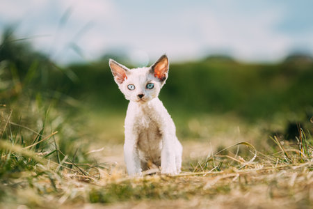 Sweet Devon Rex Cat Funny Curious Young White Devon Rex Kitten In Grass. Short-haired Cat Of English Breed. Very Small Lovely Pets Lovely Catsの写真素材