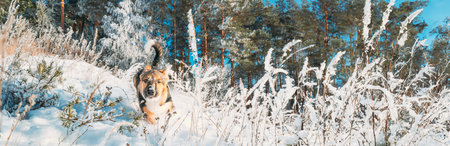 Playful Puppy Dog Playing Running In Snowy Forest In Winter Day