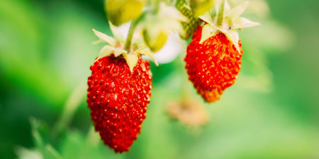 Red Fragaria Or Wild Strawberry. Growing Organic Wild Strawberry. Ripe Berry In Fruit Garden. Close-up Viewの写真素材